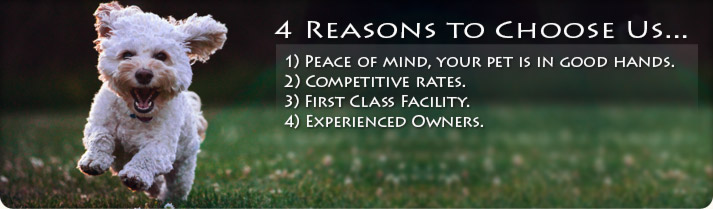 4 Reasons to choose us: 1) Pease of Mind, your pet is in good hands, 2) Competitive Rates, 3) First Class Facility, 4) Experienced Owners