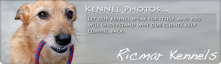 Kennel Photos: Let our kennel speak for itself, and you will understand why our clients keep coming back.
